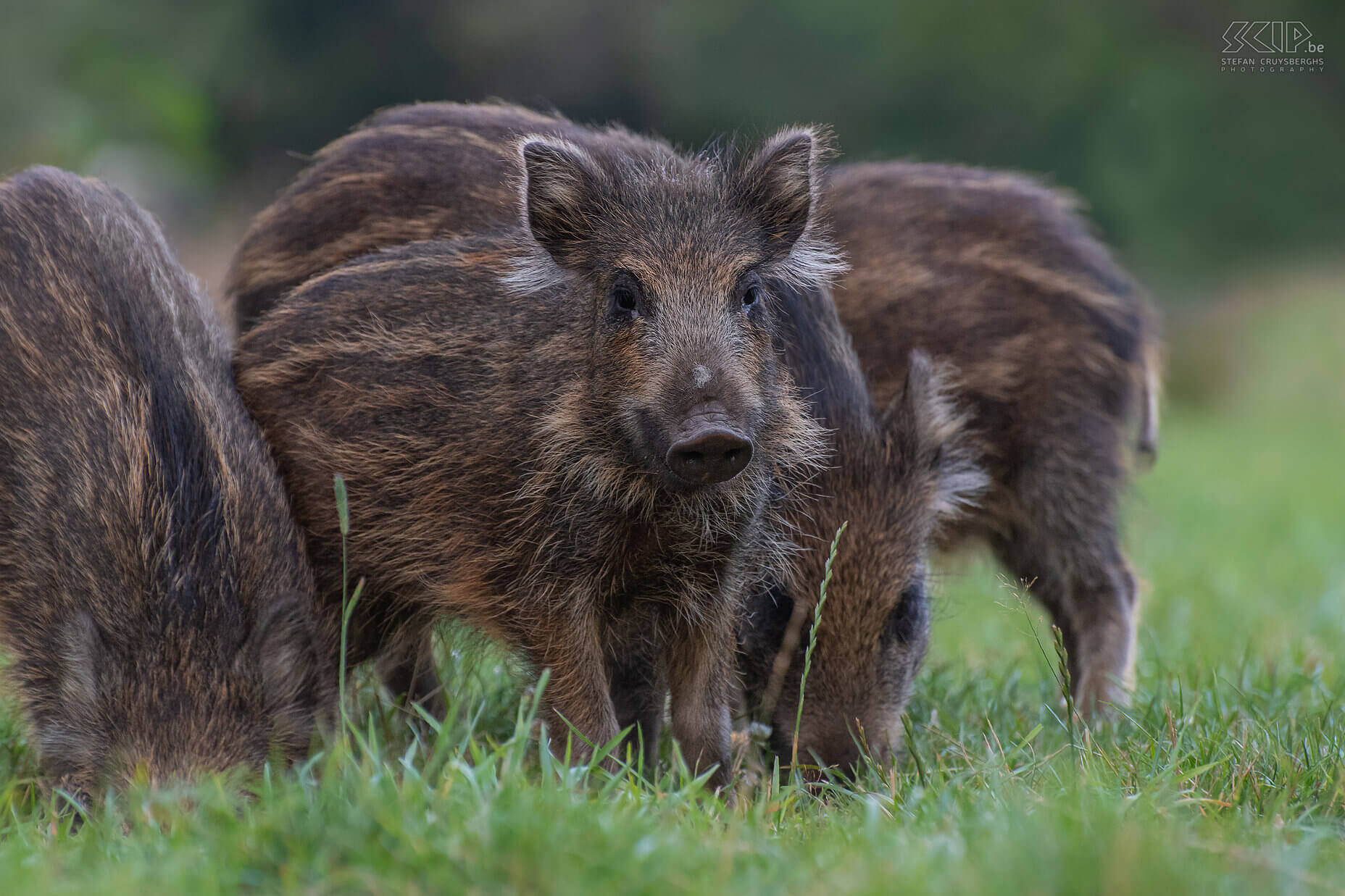 Jonge everzwijnen Closeup van enkele jonge biggen (1 à 2 jaar oud), ook wel overlopers genoemd, met hun typische pyama met lichtere strepen. Stefan Cruysberghs